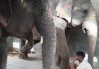 Responsible Human Behaviour Needed to Protect Animals, says World Animal Protection on World Environment Day
